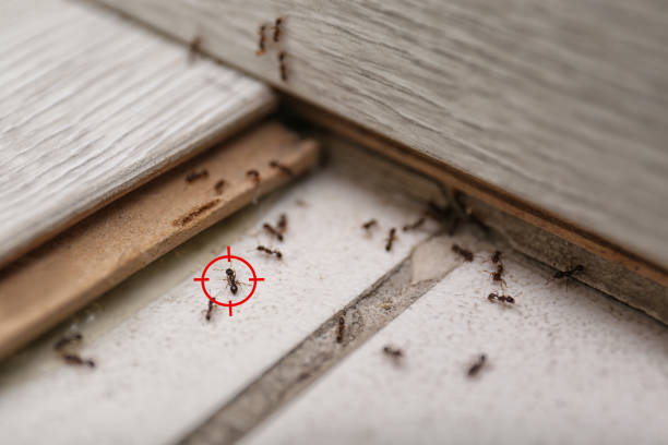 Best Local Pest Control Services  in Boyes Hot Springs, CA
