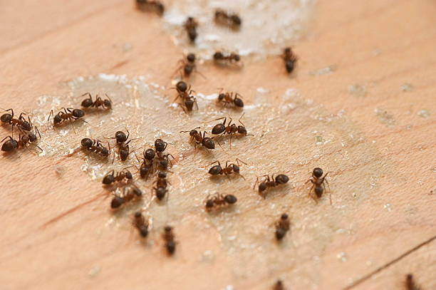 Best Best Pest Control Companies  in Boyes Hot Springs, CA
